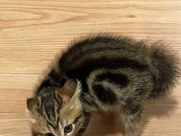 「信じてくれよ…！」　飼い主を別人だと思って警戒する子猫がこちら