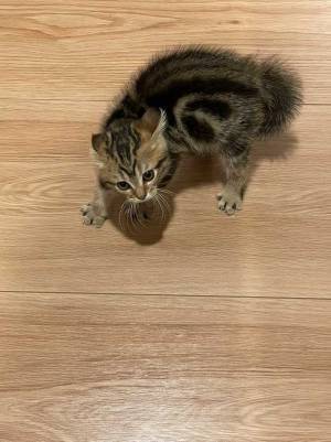 「信じてくれよ…！」　飼い主を別人だと思って警戒する子猫がこちら