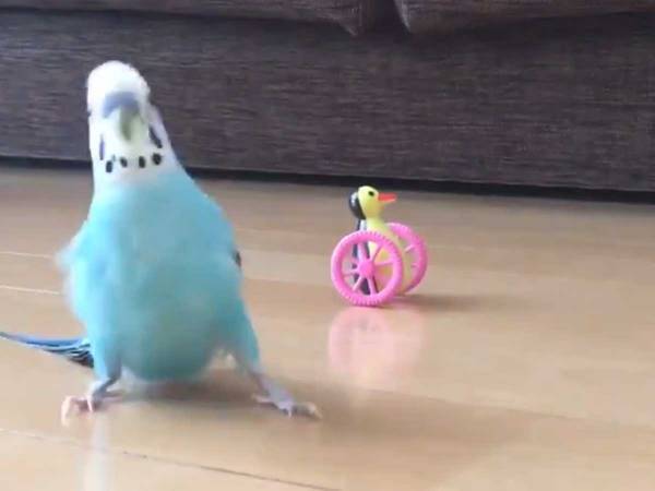インコが床に降りた１秒動画が？　「ずっと見ていられる」「吹いた」