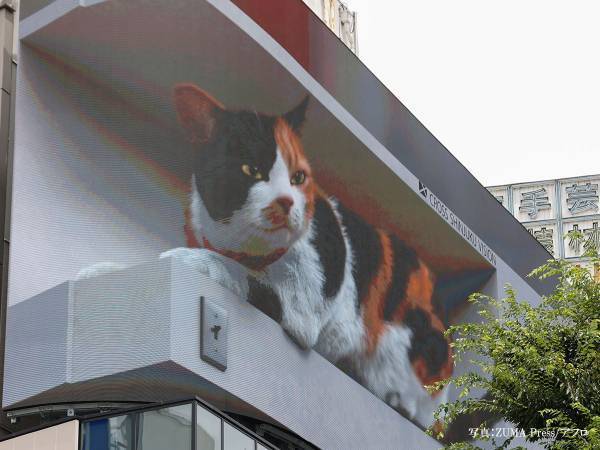 巨大猫の出現に、通行人もギョッ！　もしもこの猫が…？