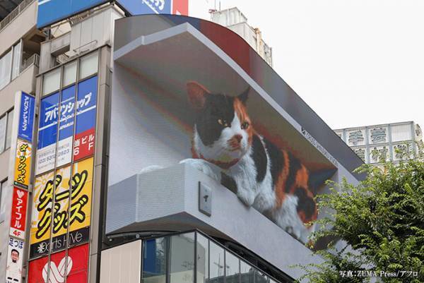 巨大猫の出現に、通行人もギョッ！　もしもこの猫が…？