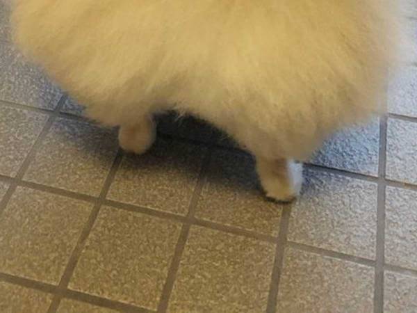 ポメラニアンを後ろから見ると？　「疑いようがなく…」「溶けないか心配」