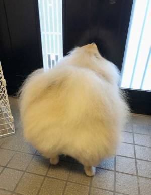 ポメラニアンを後ろから見ると？　「疑いようがなく…」「溶けないか心配」