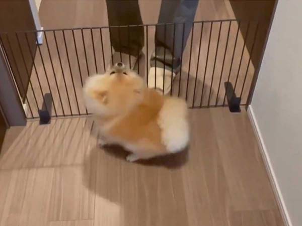 来客がやってきたとたん…？犬の反応が可愛すぎる