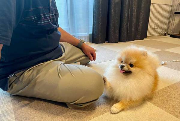 来客がやってきたとたん…？犬の反応が可愛すぎる