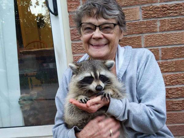 おばあさんに育てられたアライグマ　野生に戻った３年後…？