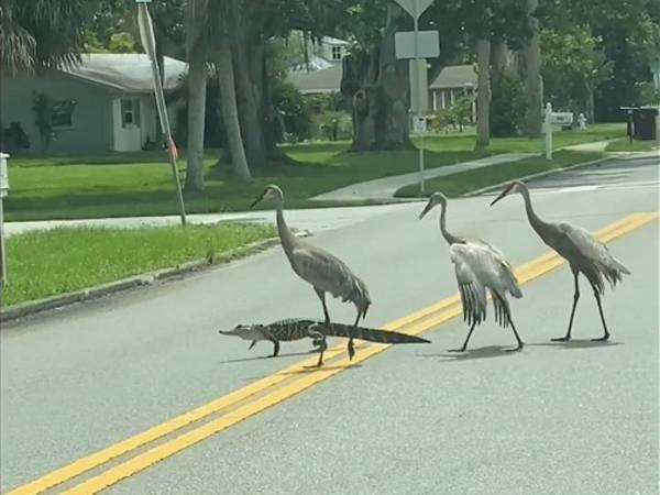 道路を渡るワニの後ろを歩くツル　この後、撮影者が大笑いしたワケは？