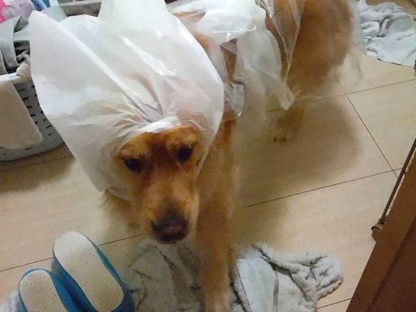 レトリバーを散歩に連れて行った母親　その様子に、腹筋崩壊！