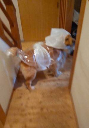 レトリバーを散歩に連れて行った母親　その様子に、腹筋崩壊！