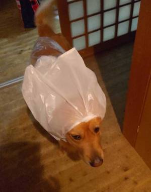 レトリバーを散歩に連れて行った母親　その様子に、腹筋崩壊！