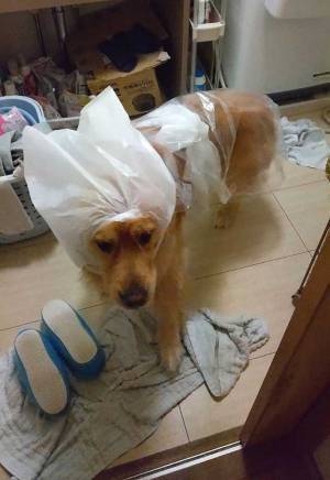 レトリバーを散歩に連れて行った母親　その様子に、腹筋崩壊！