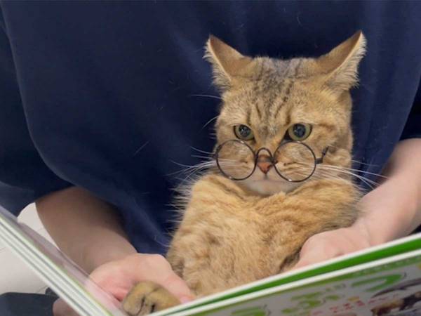 ライオンを見た猫の反応に１４万人がいいね！　「笑った」「天才」