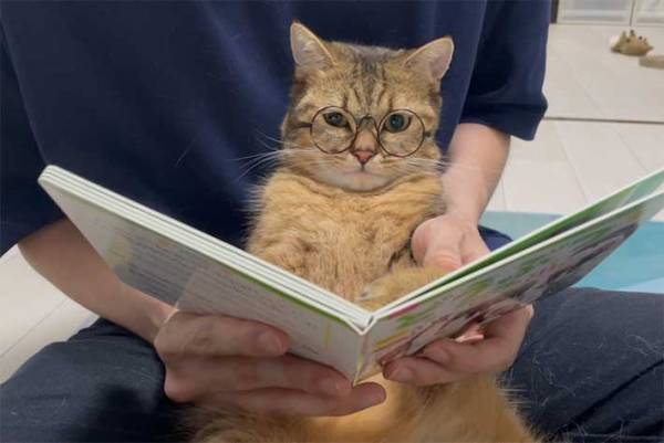 ライオンを見た猫の反応に１４万人がいいね！　「笑った」「天才」