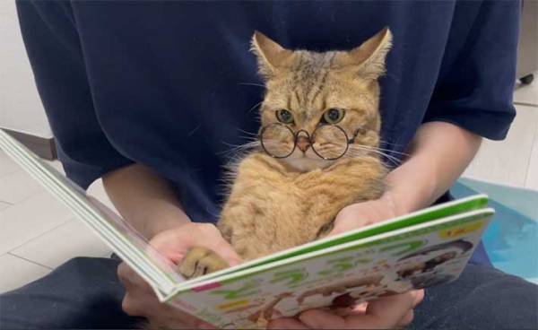 ライオンを見た猫の反応に１４万人がいいね！　「笑った」「天才」