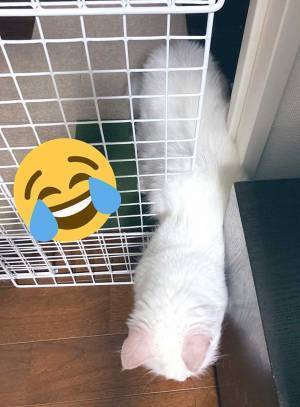 制作時間２時間が、一瞬で水の泡になった様子がこちら