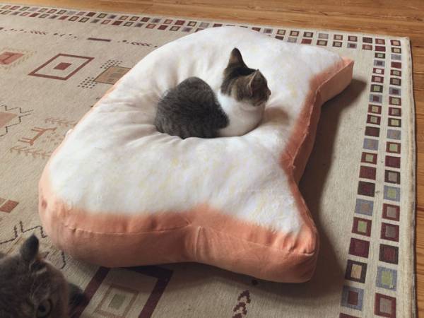 破壊力抜群の子猫の姿　１枚の写真に「たまらん」「言葉が見つからない」の声