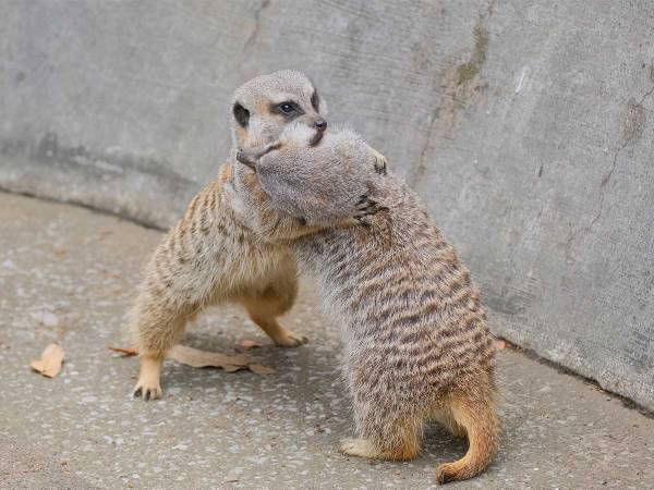 取っ組み合いをするミーアキャットが…　続く展開に「大笑いした」「可愛すぎる」