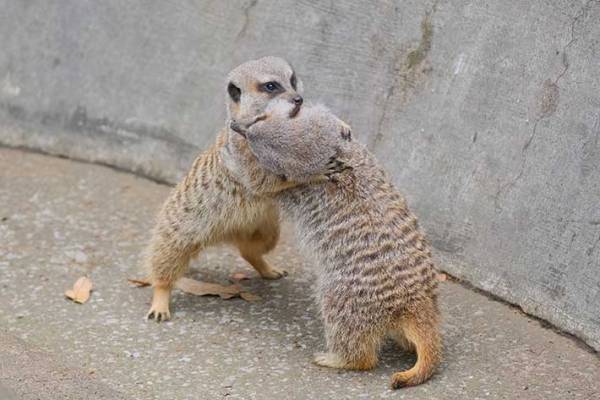 取っ組み合いをするミーアキャットが…　続く展開に「大笑いした」「可愛すぎる」