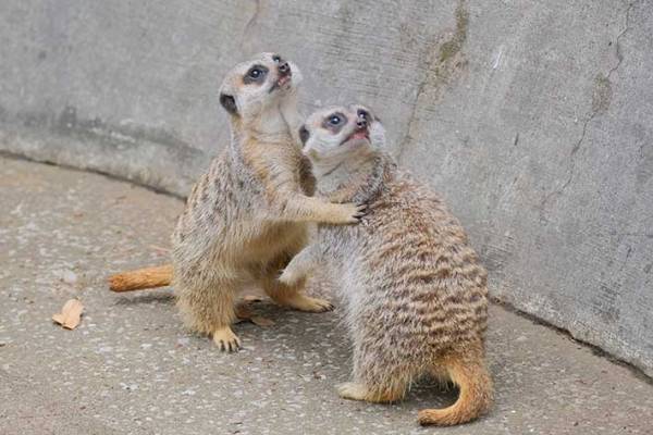 取っ組み合いをするミーアキャットが…　続く展開に「大笑いした」「可愛すぎる」