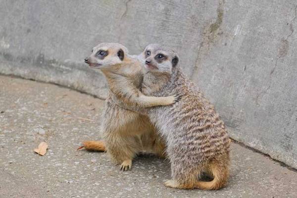 取っ組み合いをするミーアキャットが…　続く展開に「大笑いした」「可愛すぎる」