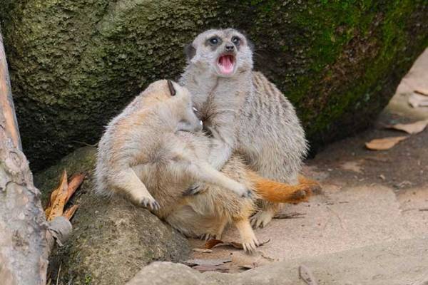 取っ組み合いをするミーアキャットが…　続く展開に「大笑いした」「可愛すぎる」