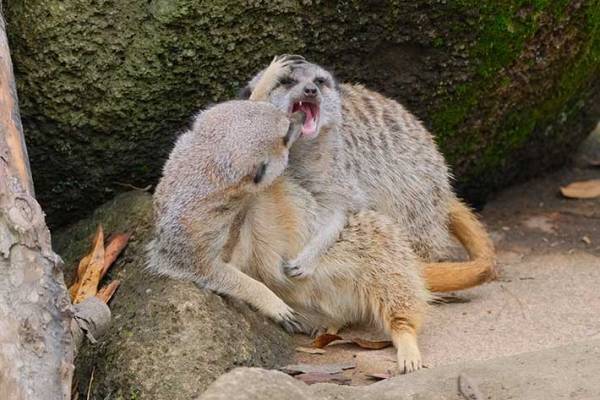 取っ組み合いをするミーアキャットが…　続く展開に「大笑いした」「可愛すぎる」