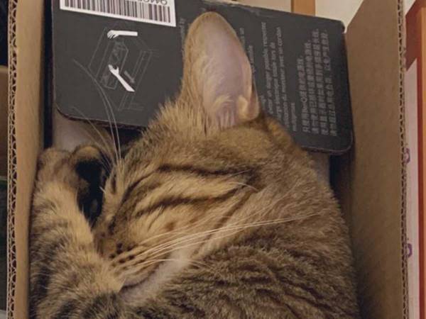 「声出して笑った」「これは反則です」　箱の写真に、３３万人がいいね！