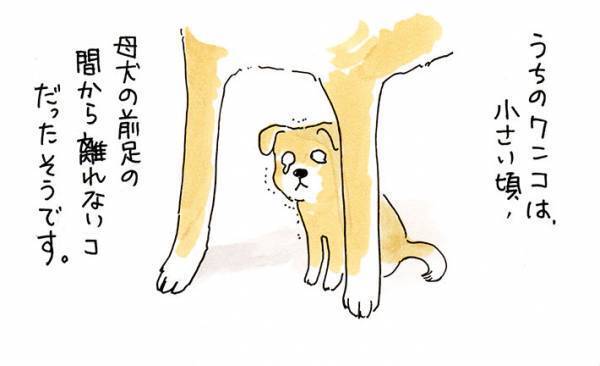 子供の頃いつも足元で音に怯えていた犬　１７歳になった現在の様子に泣ける