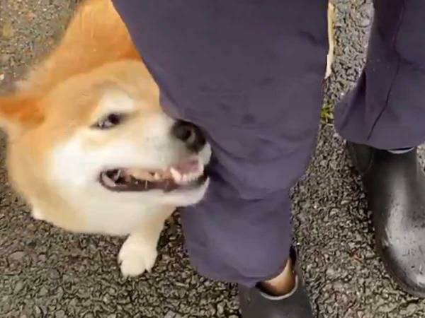 「めっちゃ笑った」「最高か…」　顔が濡れた柴犬、次の瞬間？