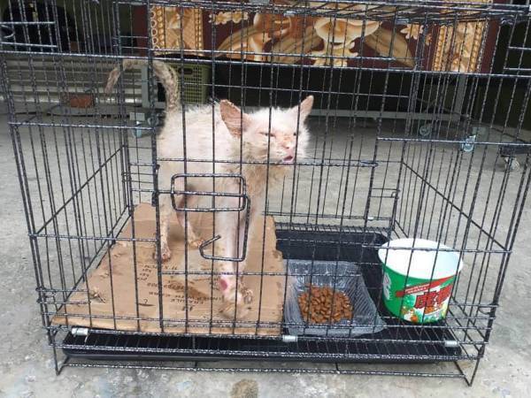 本当に同じ猫？　優しい女性に助けられた瀕死の子猫　その数か月後…