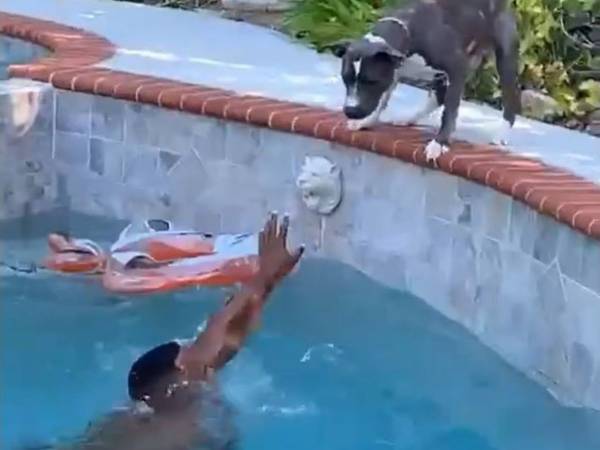 飼い主さんが溺れそう！　愛犬がとった行動に　「本物の愛情」「泣いちゃう」