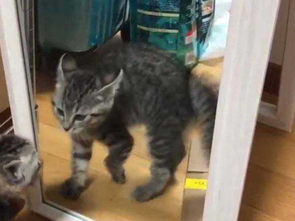 初めて鏡を見た子猫の『反応』にクスッ！　「完全に互角」「めっちゃ可愛い」