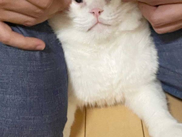 「申し訳ないけど笑った」「３枚目がツボ」　目薬を頑張る猫が話題に