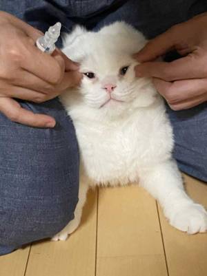 「申し訳ないけど笑った」「３枚目がツボ」　目薬を頑張る猫が話題に