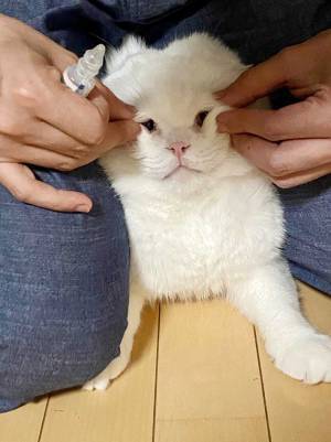 「申し訳ないけど笑った」「３枚目がツボ」　目薬を頑張る猫が話題に