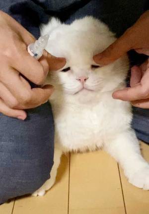 「申し訳ないけど笑った」「３枚目がツボ」　目薬を頑張る猫が話題に