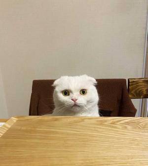 「申し訳ないけど笑った」「３枚目がツボ」　目薬を頑張る猫が話題に