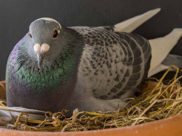 子育てにいそしむハト　でも羽の下から出てきたのは？　「かわいすぎる！」