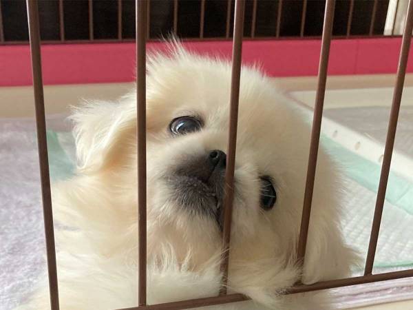 慣れすぎでは…？　生後２か月、家に来て２日とは思えない姿とは