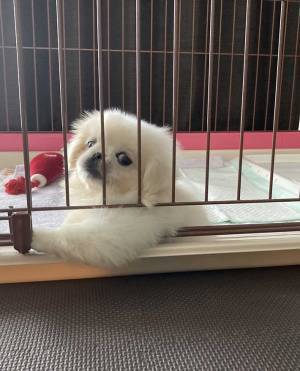 慣れすぎでは…？　生後２か月、家に来て２日とは思えない姿とは