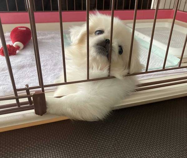 慣れすぎでは…？　生後２か月、家に来て２日とは思えない姿とは