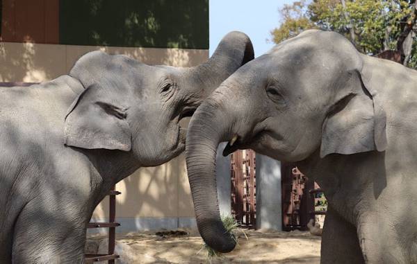 ゾウもそれぞれ性格が違うのです！　なかよしゾウカップルのほのぼの動画をご紹介