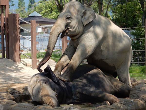 ゾウもそれぞれ性格が違うのです！　なかよしゾウカップルのほのぼの動画をご紹介