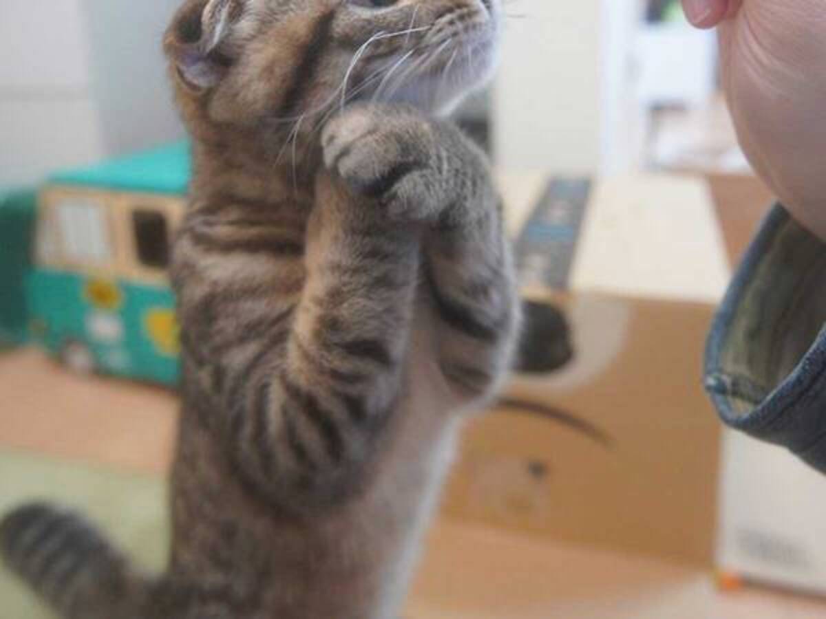 可愛いにもほどがあるッ 猫の おねだりポーズ に 11万人がキュン 21年7月15日 ウーマンエキサイト 1 2 可愛いにもほどがあるッ 猫の おねだりポーズ に 11万人がキュン 21年7月15日 ウーマンエキサイト 1 2