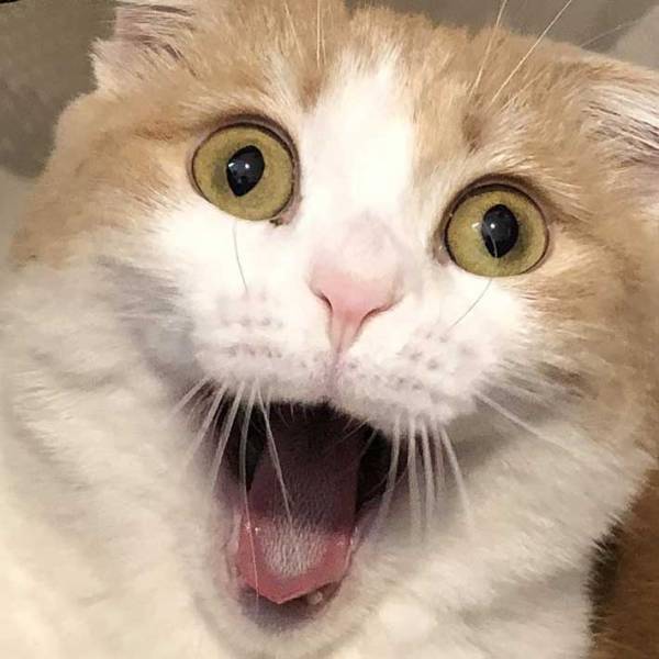 「お茶吹いた」「腹筋崩壊」　洗濯カゴに入っているのがばれた猫の反応がこちら