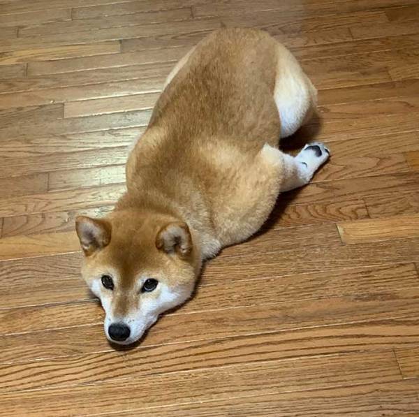 「なんだその格好」　飼い主がついツッコんだ、柴犬の『姿勢』に吹き出す！