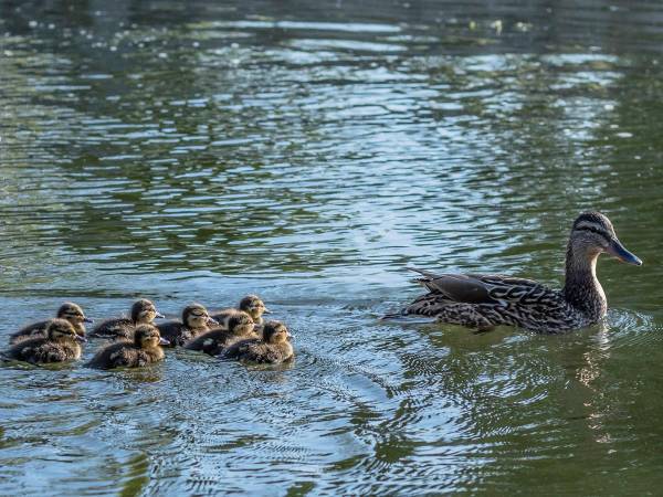 池の中でお母さんが消えた？　子ガモたちの反応に　「かわいすぎる！」