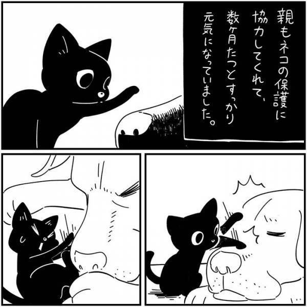 数年ぶりに家に戻ってきた黒猫　翌日起こった出来事に「泣いた」の声