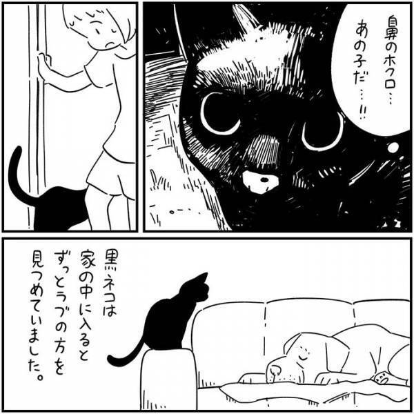 数年ぶりに家に戻ってきた黒猫　翌日起こった出来事に「泣いた」の声