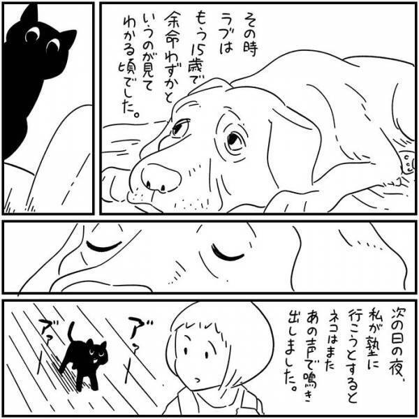数年ぶりに家に戻ってきた黒猫　翌日起こった出来事に「泣いた」の声
